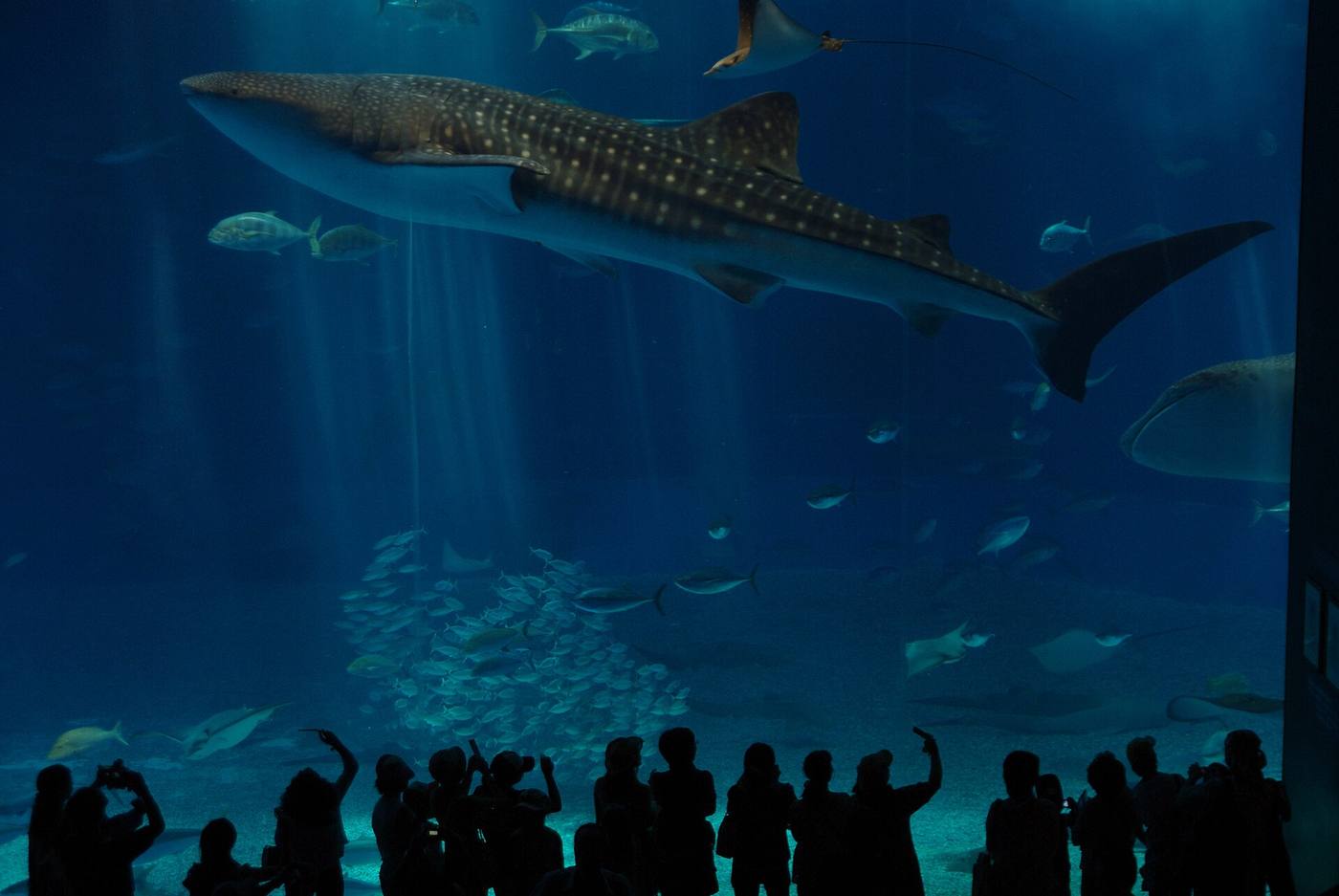沖縄美ら海水族館の大水槽とジンベエザメ